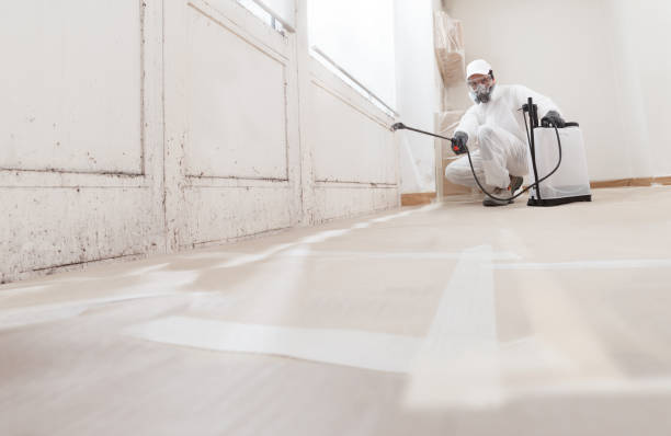 Black mold remediation team in Lake Worth Beach